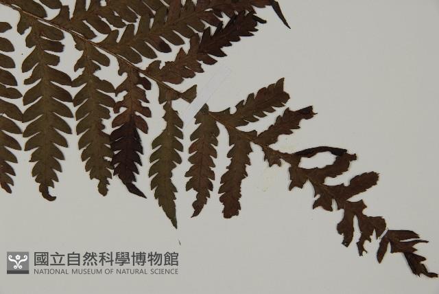 肋毛蕨藏品圖，第3張