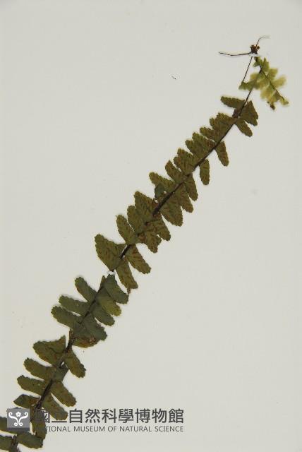 生芽鐵角蕨藏品圖，第3張