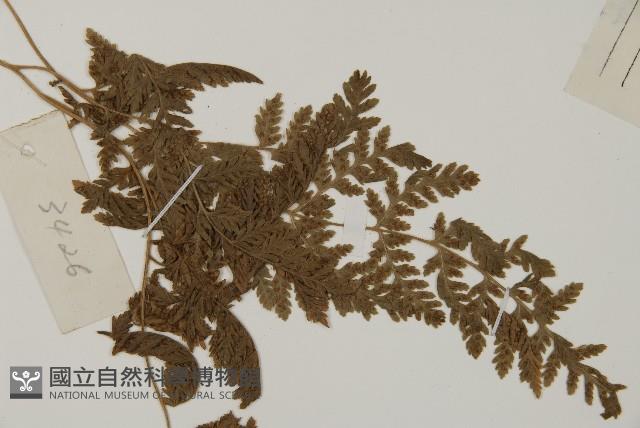 斷線蕨藏品圖，第3張