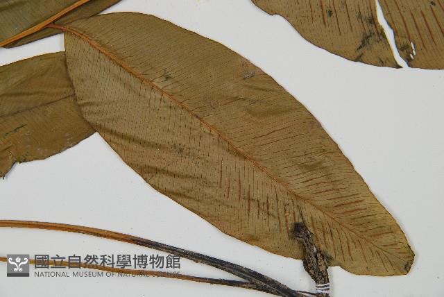 細柄雙蓋蕨藏品圖，第3張