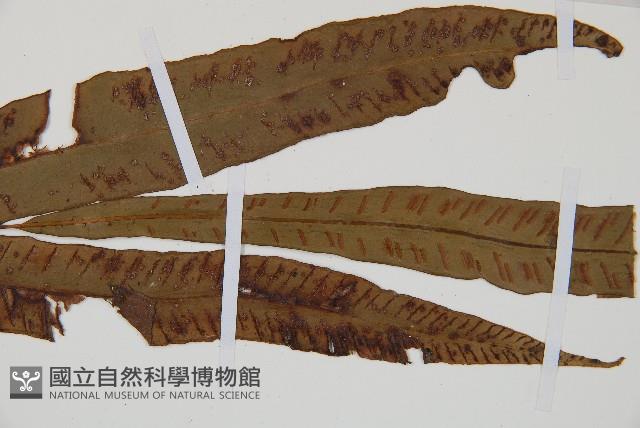 單葉雙蓋蕨藏品圖，第3張