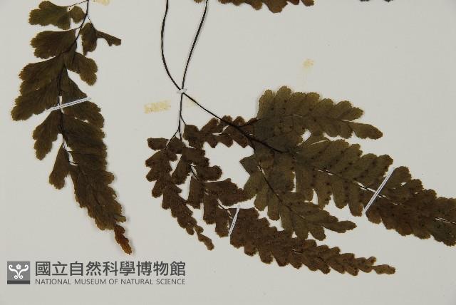 長尾鐵線蕨藏品圖，第3張