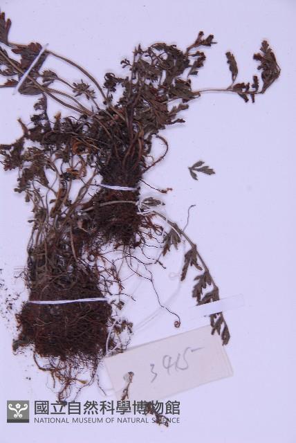 北京鐵角蕨藏品圖，第3張