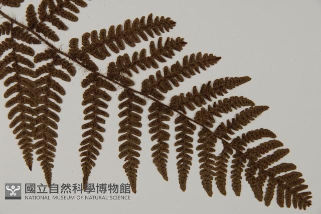 愛德氏肋毛蕨藏品圖，第3張