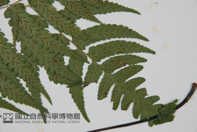 深山雙蓋蕨藏品圖，第3張