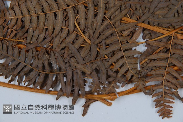 蕨藏品圖，第3張