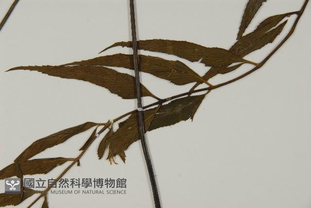 革葉鐵角蕨藏品圖，第3張
