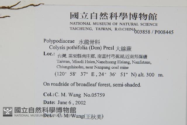 大線蕨藏品圖，第2張