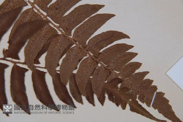 鞭葉蕨藏品圖，第3張