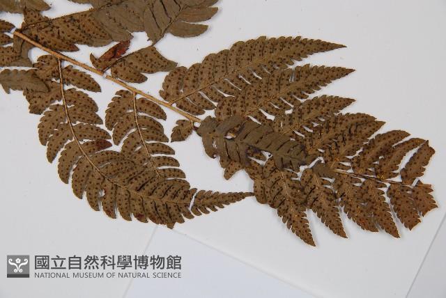 南海鱗毛蕨藏品圖，第3張