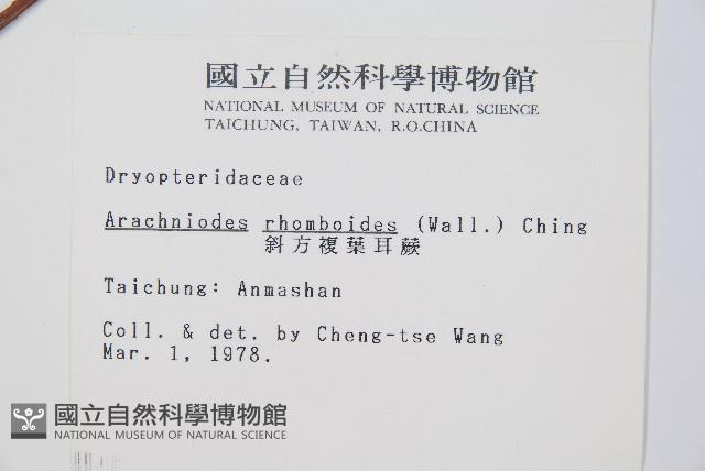 斜方複葉耳蕨藏品圖，第2張