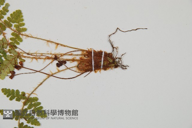 密毛鱗毛蕨藏品圖，第3張