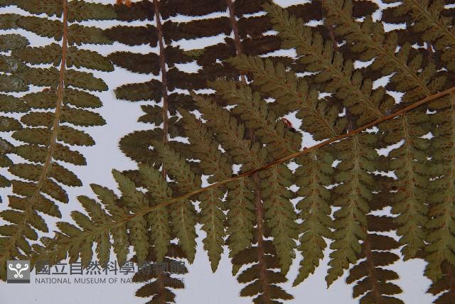 蹄蓋蕨藏品圖，第3張
