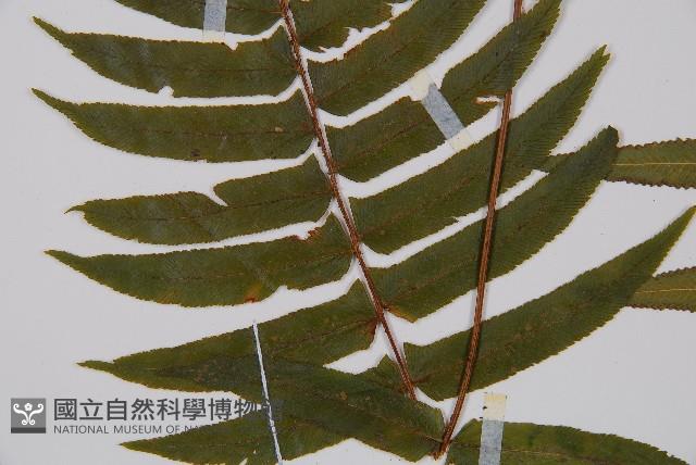 虎克氏鱗蓋蕨藏品圖，第3張