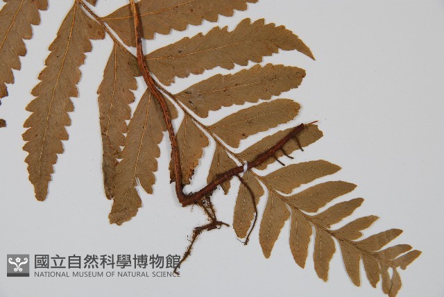 邊緣鱗蓋蕨藏品圖，第3張