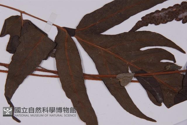 三叉蕨藏品圖，第3張