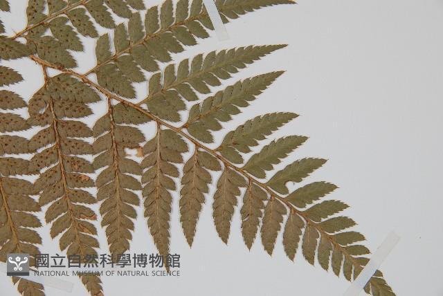 小葉複葉耳蕨藏品圖，第3張