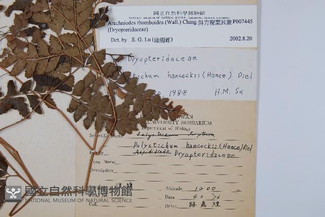 斜方複葉耳蕨藏品圖，第2張