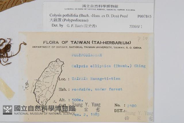 大線蕨藏品圖，第2張