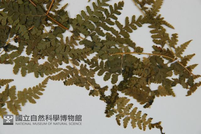 熱帶鱗蓋蕨藏品圖，第3張