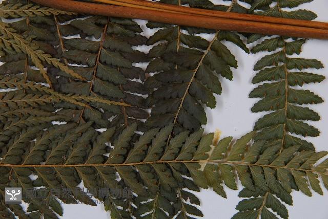 粗毛鱗蓋蕨藏品圖，第3張