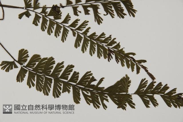 馬來鐵線蕨藏品圖，第3張