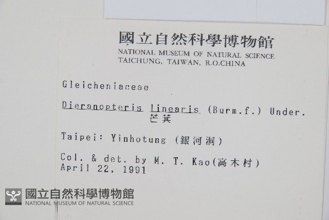 芒萁藏品圖，第2張