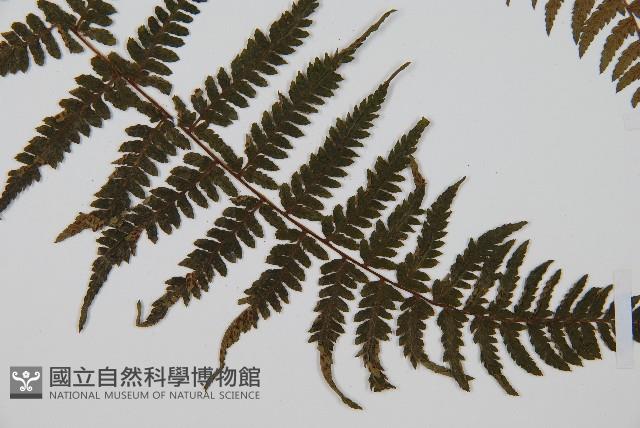 華中蹄蓋蕨藏品圖，第3張