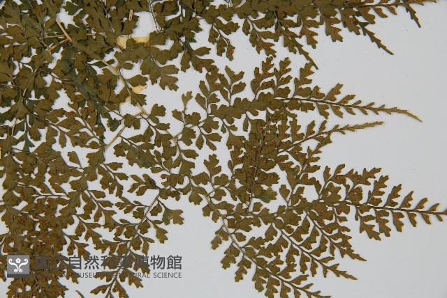 彎柄假複葉耳蕨藏品圖，第3張