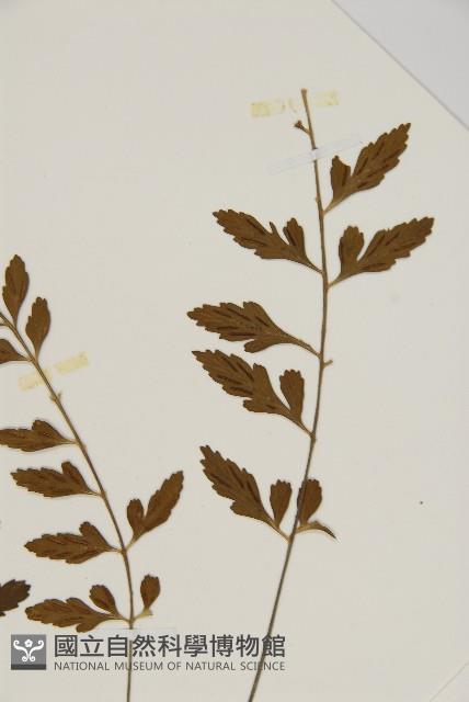 裂葉鐵角蕨藏品圖，第3張