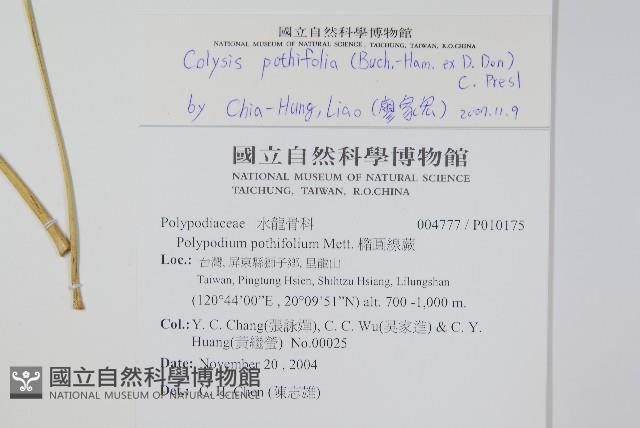 大線蕨藏品圖，第2張