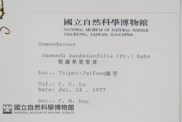 粗齒革葉紫萁藏品圖，第2張