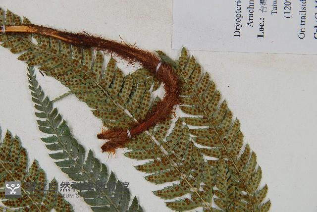 細葉複葉耳蕨藏品圖，第3張