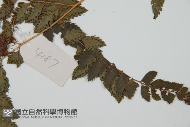 細葉複葉耳蕨藏品圖，第3張
