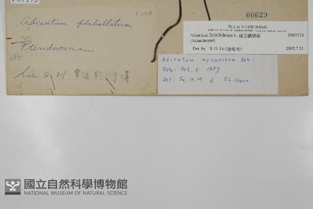 扇葉鐵線蕨藏品圖，第2張