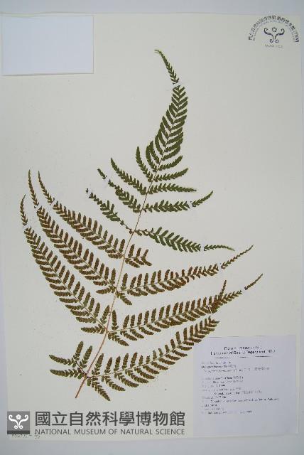 臺灣鱗毛蕨藏品圖，第3張