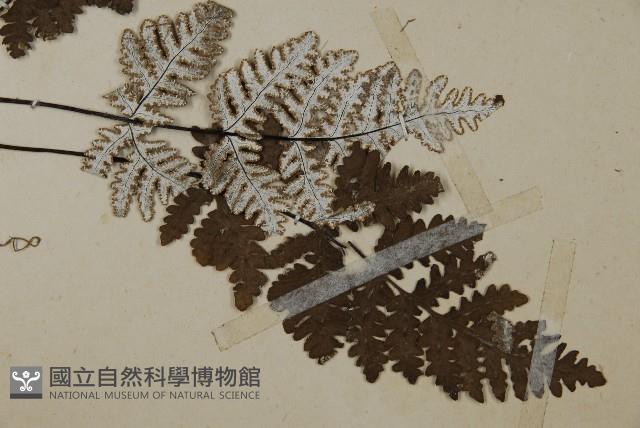 Accession Number:P008075 Collection Image, Figure 3, Total 4 Figures