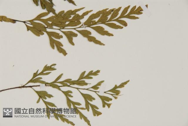 大蓬萊鐵角蕨藏品圖，第3張