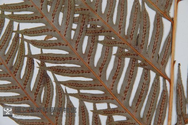 東方狗脊蕨藏品圖，第3張