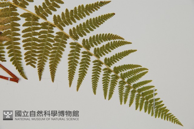 登錄號:P011075藏品圖，第3張