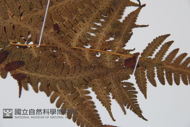南洋假鱗毛蕨藏品圖，第3張