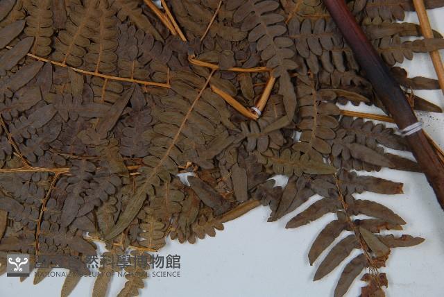 蕨藏品圖，第3張