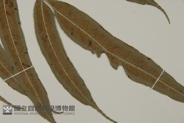 華鳳丫蕨藏品圖，第3張