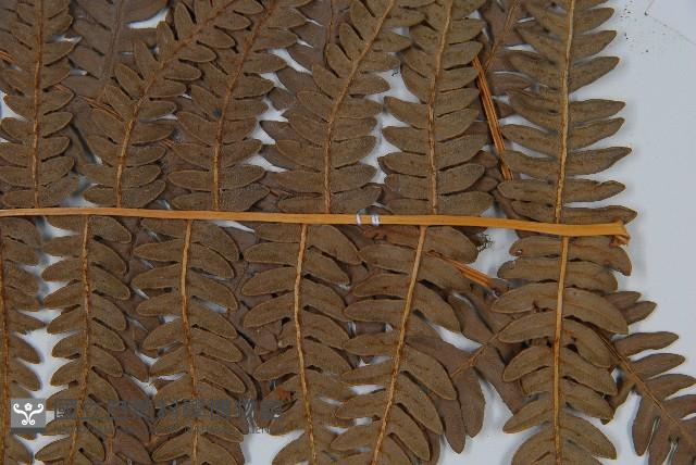 巒大蕨藏品圖，第3張