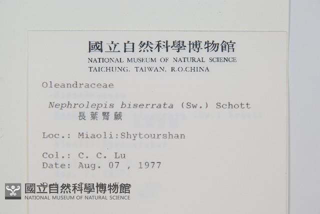 長葉腎蕨藏品圖，第2張