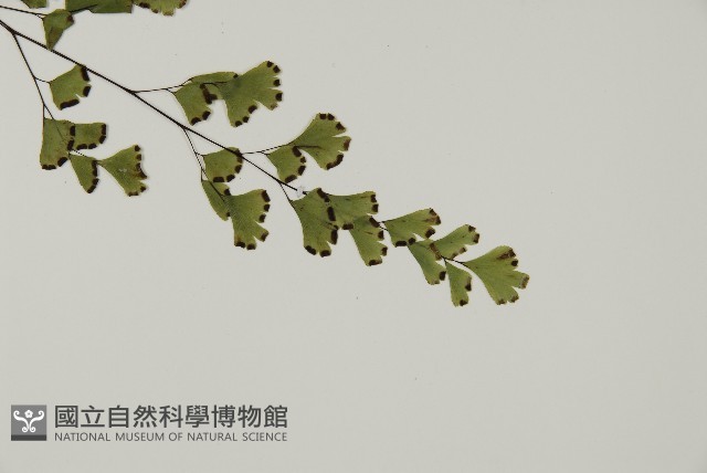 鐵線蕨藏品圖，第3張