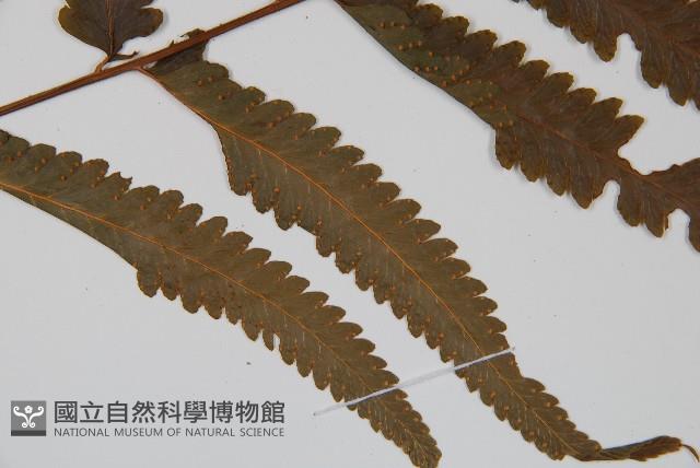 邊緣鱗蓋蕨藏品圖，第3張