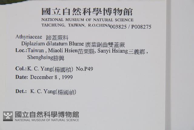 廣葉鋸齒雙蓋蕨藏品圖，第2張