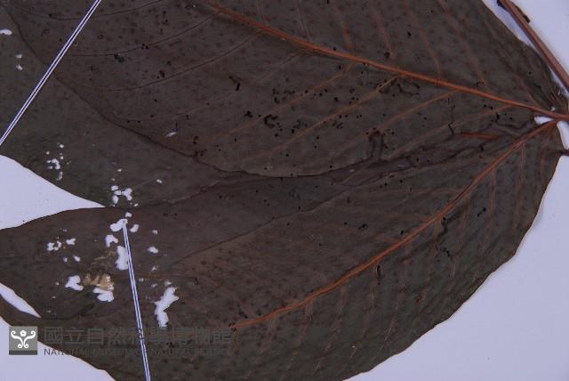 南投三叉蕨藏品圖，第3張