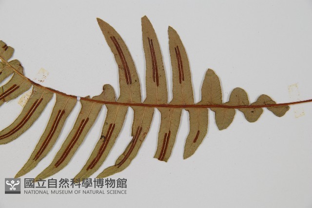 雉尾烏毛蕨藏品圖，第3張